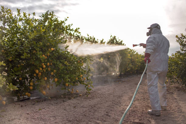 Best Termite Control Services  in Winder, GA